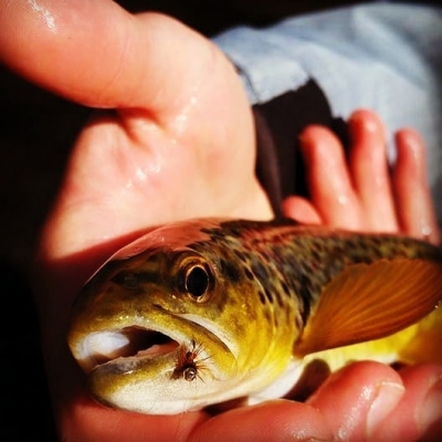 Fly Fishing for Trout With Top Water Trout Fly Fishing for Wild Browns with guide Kevin Moriarty at Top Water Trips