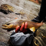 Pennsylvania trout fishing the little schuylkill with Top Water Trips FIshing Charter in Pennsylvania