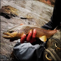 Tulpehocken Creek Fly Fishing Guided Trips Tulpehocken Creek Fly Fishing Guided Trips with Top Water Trips