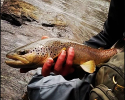 Tulpehocken Creek Fly Fishing Guided Trips with Top Water Trips