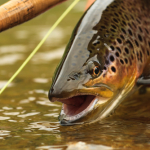 fly-fishing-school in Pennsylvania