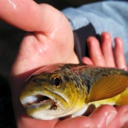 Image of Wild Brown Trout on the Little Schuylkill with Top Water Trips