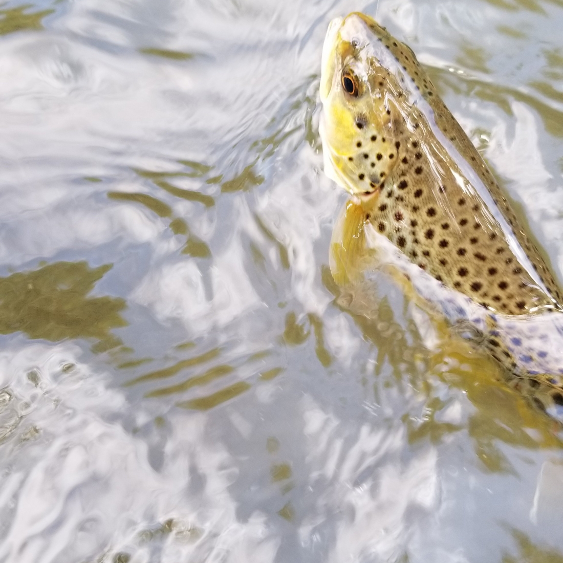 Central Pa Fly Fishing Trips Top Water Trips Fly Fishing Central Pa