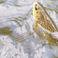 Spring Creek Fly Fishing Top Water Trips Spring Creek Fly Fishing with Top Water Trips