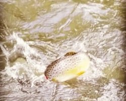 Fly Fishing Guided Trips on the Manatawny for Brown Trout