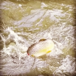 Fly Fishing Guided Trips on the Manatawny for Brown Trout