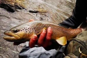 Wild Brown Trout during Fly Fishing trip on the little schuylkill witht top water trips