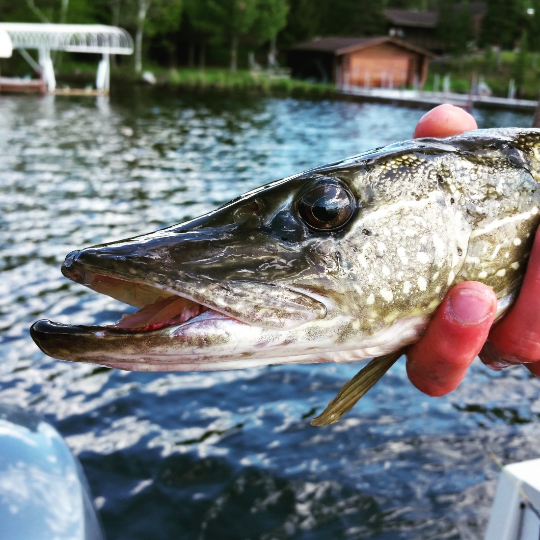 Guided Fly Fishing Trips in Pennsylvania Top Water Trips