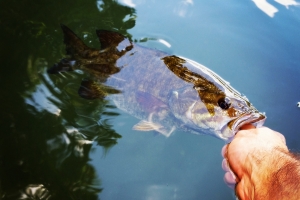 Schuylkill River Kayak Fishing and Bass fishing on the schuylkill River Schuylkill River Smallmouth Fishing with Top Water Trips