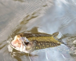 Wild Trout Fishing on Spring Creek in Pennsylvania with Top Water Trips