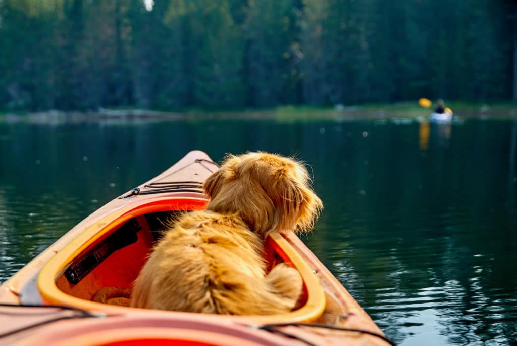 K-9 Kayaking