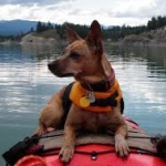 Top Water Trips Pet & Paddle Kayak Rental | Dog Paddling | Paddle with your Pet